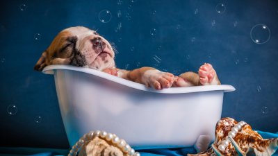 강아지 - 목욕 방법