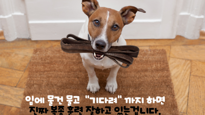 기다려 - 복종 훈련 |  강아지 복종 훈련 | 기다려 훈련에 대해서 알아 보아요  !