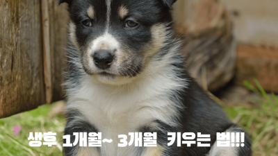 강아지 1개월 ~ 3개월  성장과 키우는 법